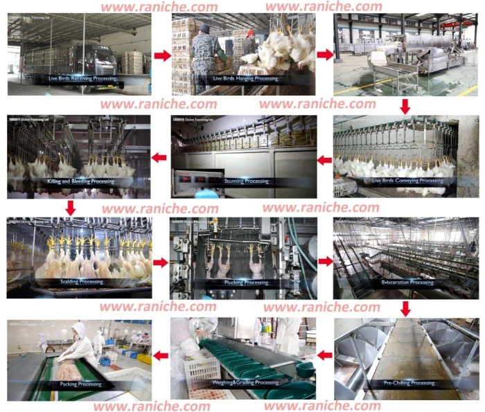 Halal Chicken Poultry Slaughtering Equipment for Poultry Processing Plant